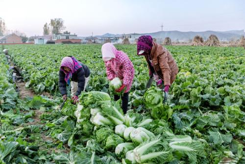 營(yíng)口：“大菜市”入市的秘密